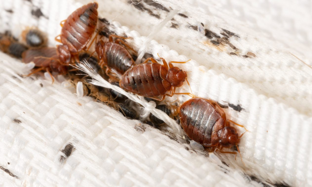 bed bugs